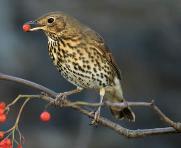 lijster eet lijsterbessen